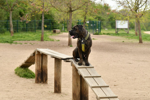 Cane Corso steht auf einem hölzernen Klettergerüst zum Hundetraining