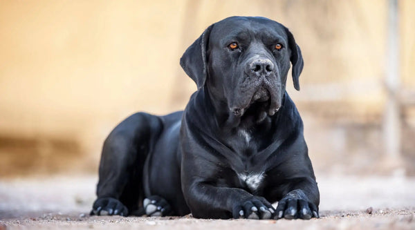 Cane Corso Colors From Black To Fulvo Or Fawn ( With Pictures )