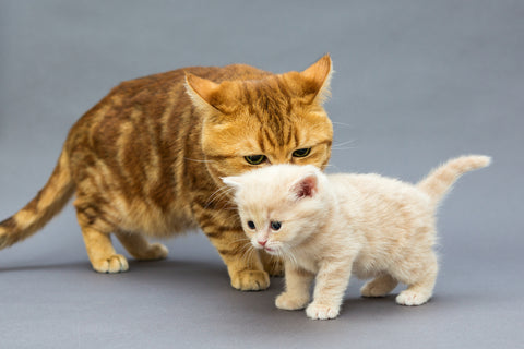 Katze und ein kleines Kätzchen