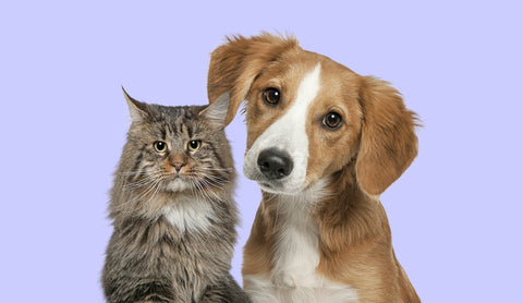 Do Dogs and Cats Really Hate Each Other?