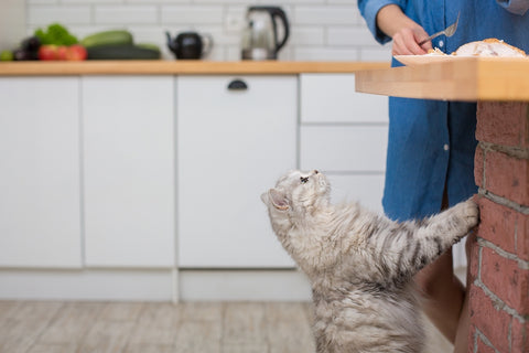 Katze bittet um Futter.  Das Essen liegt auf dem Küchentisch, gegrilltes Hähnchen auf einem weißen Teller