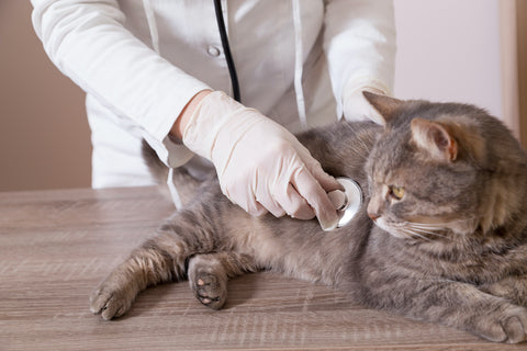 Cat at vet's office