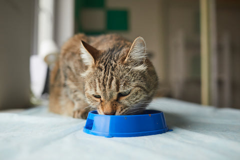 Cat eating the food