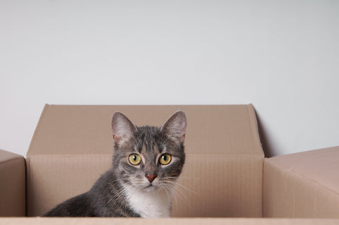 Cat in cardboard box.