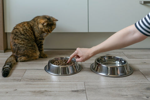 Cat near bowls of dry cat food.