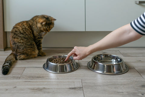 Katze in der Nähe von Schüsseln mit trockenem Katzenfutter.