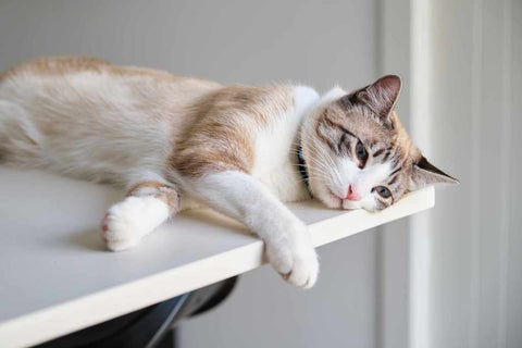 Katze überdenkt sein Leben auf der Küchentheke.