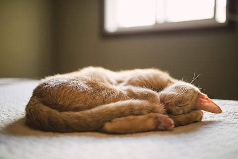 Cat sleeping on a bed at home