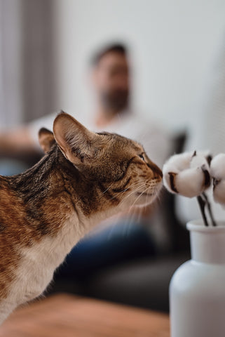 Die Katze riecht an dekorativen Wattestäbchen