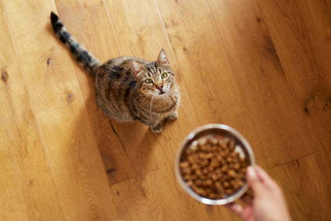 Cat waiting food at home