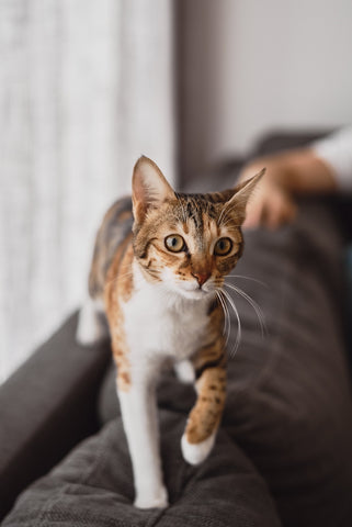 Cat walking on a sofa bed