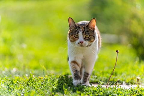 Katze läuft auf Gras im Freien