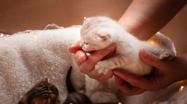 Katzenzüchter in meiner nähe