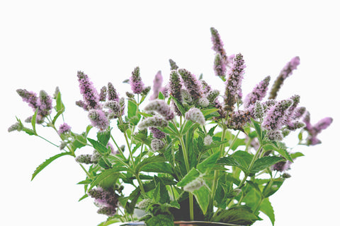 Catmint or catnip flowers in a bucket on a white garden table.