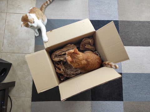 Cats playing with a cardboard box.