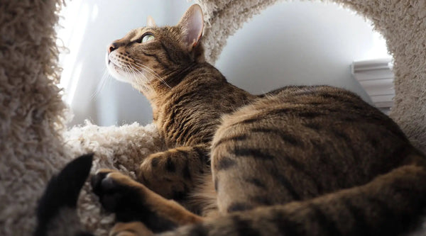 Savannah Cat F1
