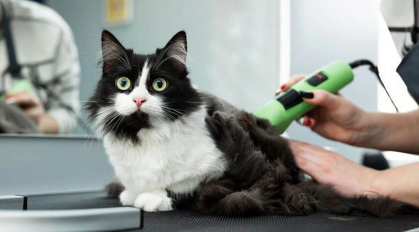 cats grooming