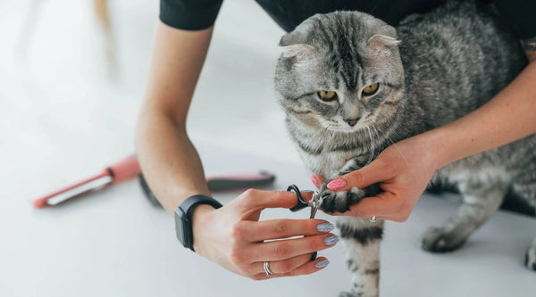 cats grooming