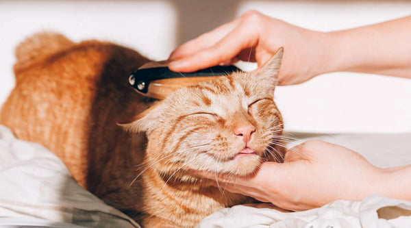 cats grooming