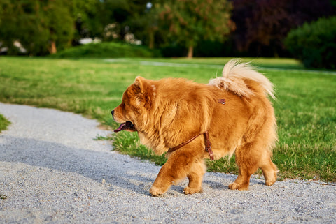 Chow chow dog in the park
