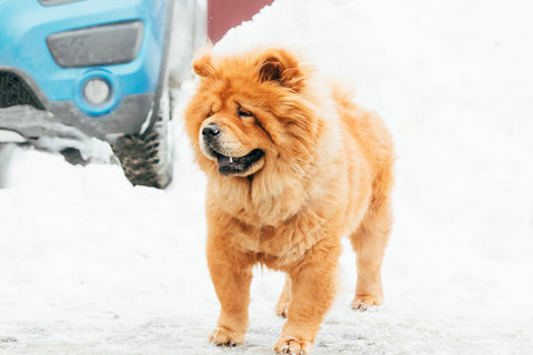Chow-Chow-Hund steht am Wintertag im Schnee