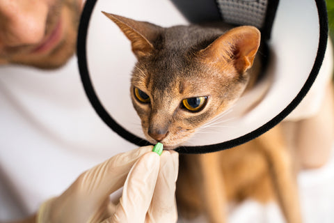 Close up Abyssinian cat with an cone receives pill, tablet from its caring vet
