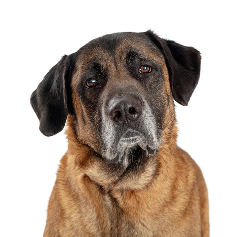 Close-up Mastiff Dog Sad Expression