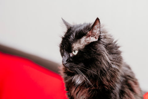 Close-up of a black cat resting inside the house.