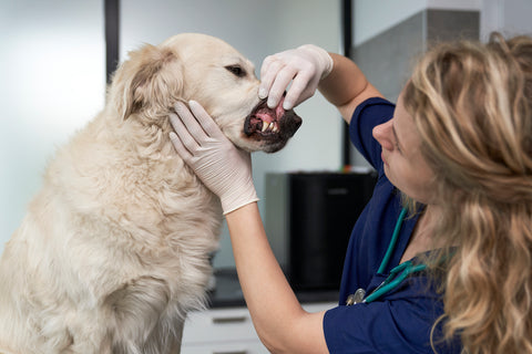 Close up of examining dog's dental health at vet's office