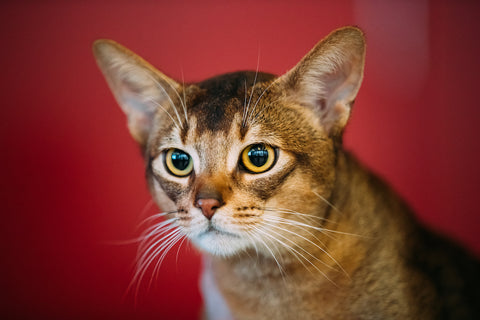 Nahaufnahmeporträt eines abessinischen Katzenkätzchens