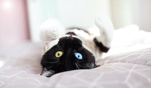 Nahaufnahme Porträt einer schwarz-weißen Katze mit Heterochromie, auf dem Rücken liegend.