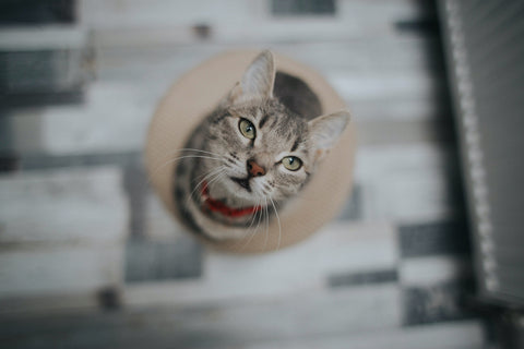 Close-up shot of a gray cat