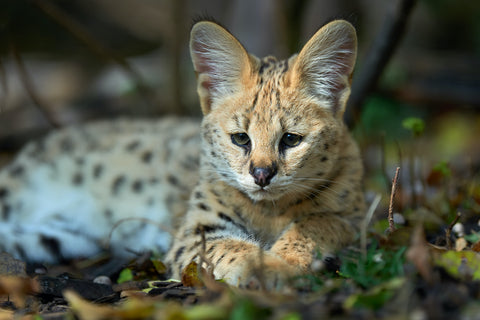 Close young serval cat