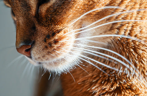 Closeup macro view of purebred Abyssinian cat whiskers