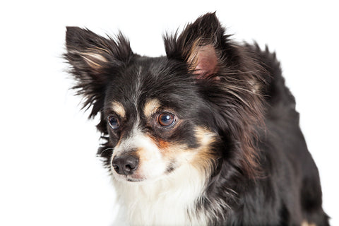 Closeup Of A Chihuahua Mixed Breed Dog