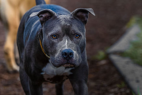 Nahaufnahme eines grauen Pitbulls in einem Park