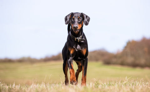 Closeup of the Doberman walking on the lawn in the park