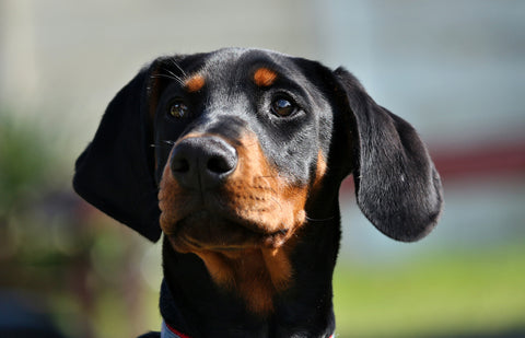 Closeup portrait of a cute black Doberman puppy with a blue collar