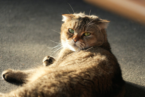 Nahaufnahme einer süßen schottischen Faltkatze, die liegt und zurück in die Kamera blickt