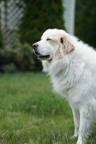 Closeup shot of the beautiful great Pyrenees dog in the garden