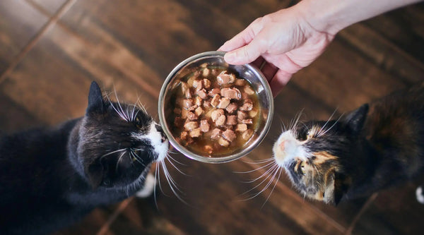 controlling hyperthyroidism in cats with diet