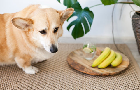 Corgi and bananas, dog at home on jute rug, and monstera green plant