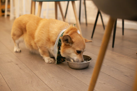 Corgi dog eating at dog-friendly cafe