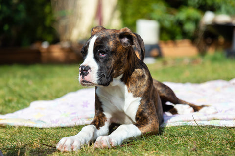 Niedlicher und entzückender Baby-Boxerhund, der draußen spielt