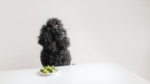 A cute black poodle at the table with a plate of broccoli.