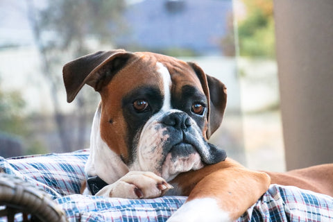 cute boxer dog lying down on the sofa