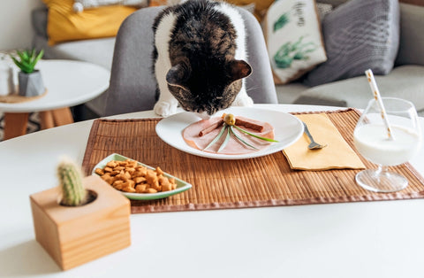 Cute cat eating from a plate on table