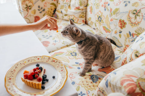 Cute cat eats something delicious from hosts hand, poses at sofa at home near plate