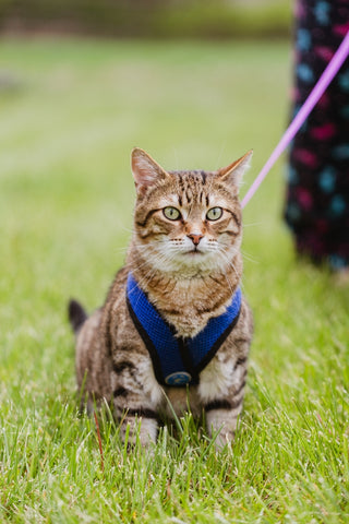 Cute cat on a blue harness outside, in the grass, attached to a leash