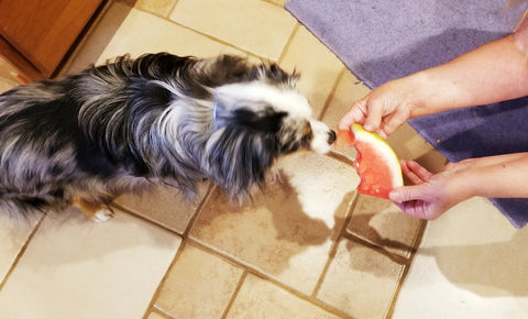 Netter Hund, der Wassermelone isst